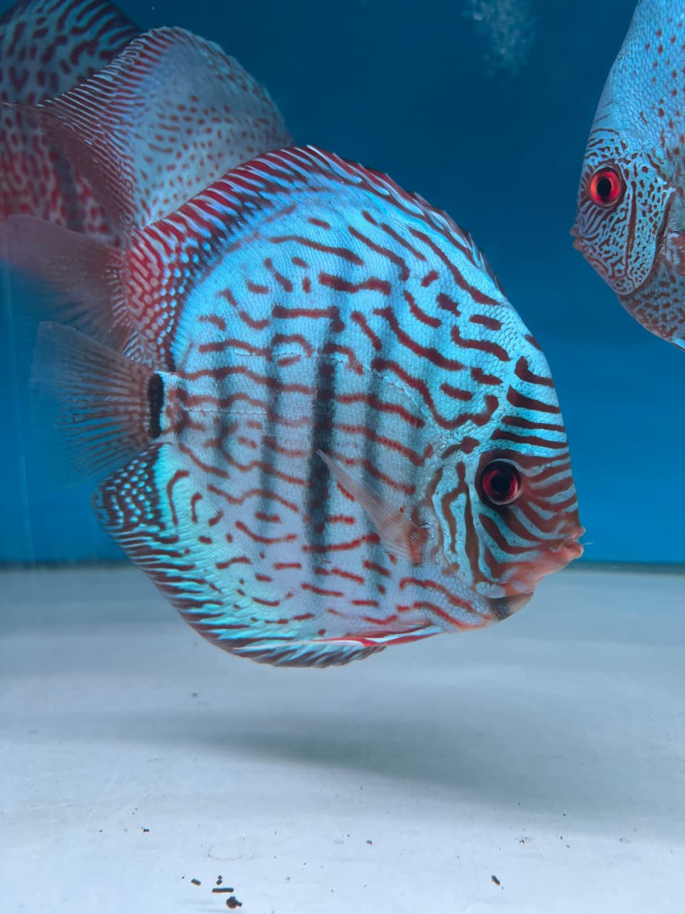 Blue Turquoise Discus